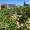 Magnífica Finca segregada en la zona de El Marquesado, Chiclana